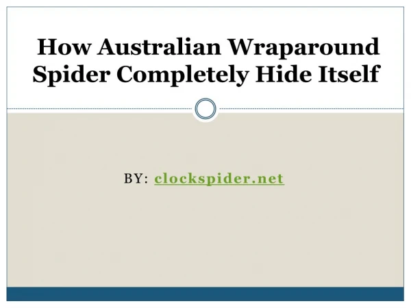 Where are Wraparound Spiders Located