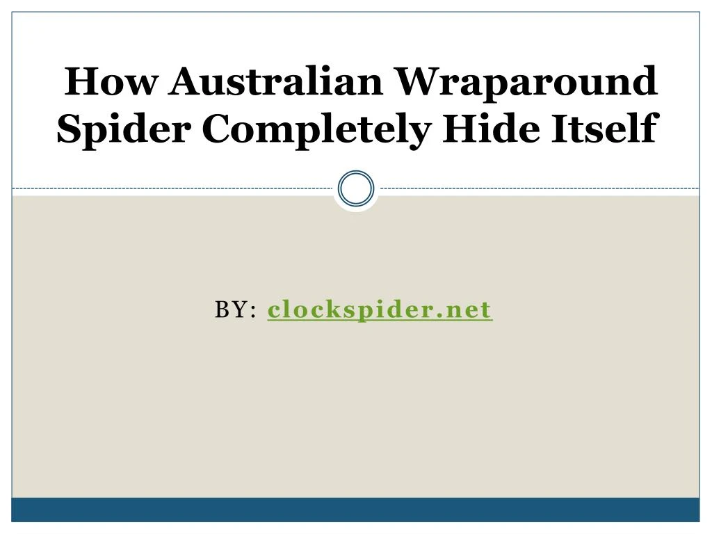how australian wraparound spider completely hide itself