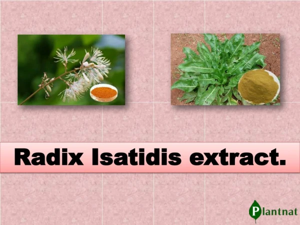 Radix Isatidis is a kind of Traditional Chinese Medicine