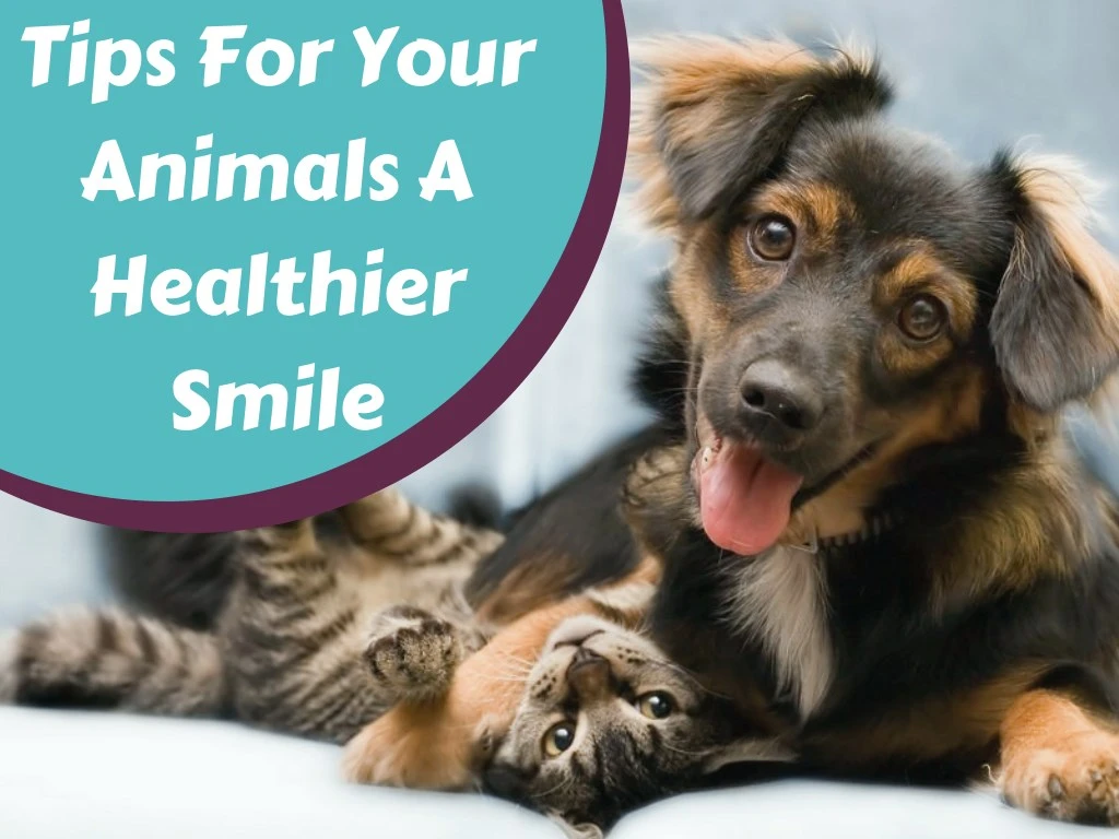 tips for your animals a healthier smile