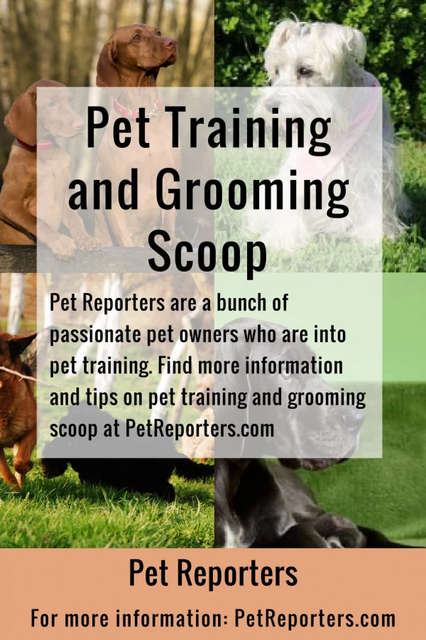 Pet Training and Grooming Scoop