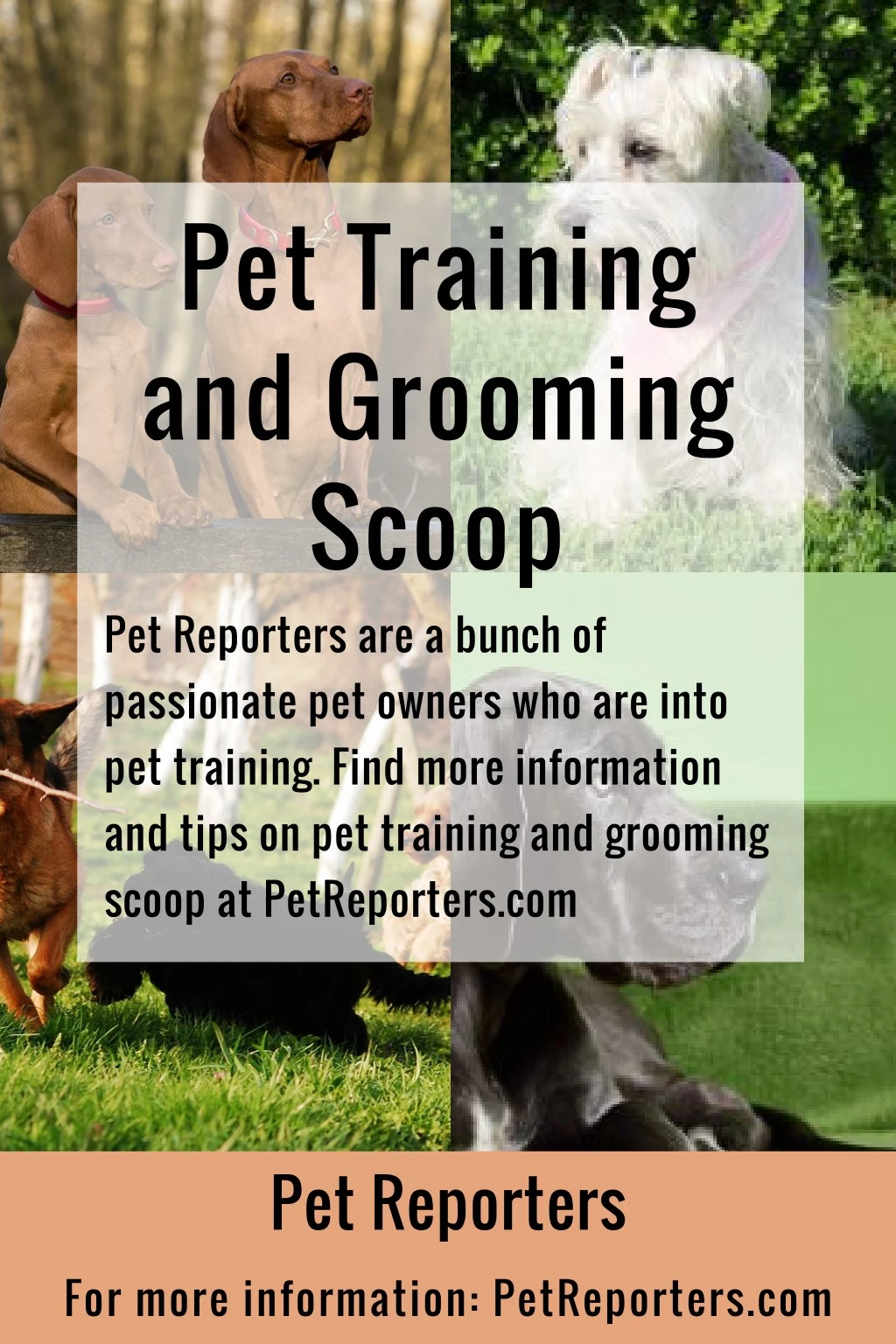 pet training and grooming scoop passionate