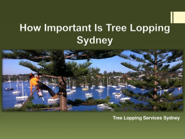 How Important Is Tree Lopping Sydney