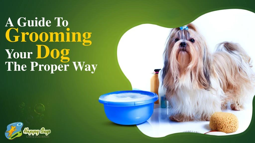 a guide to grooming your dog the proper way