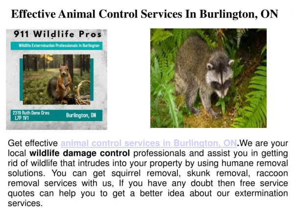 Animal Damage Control Burlington ON