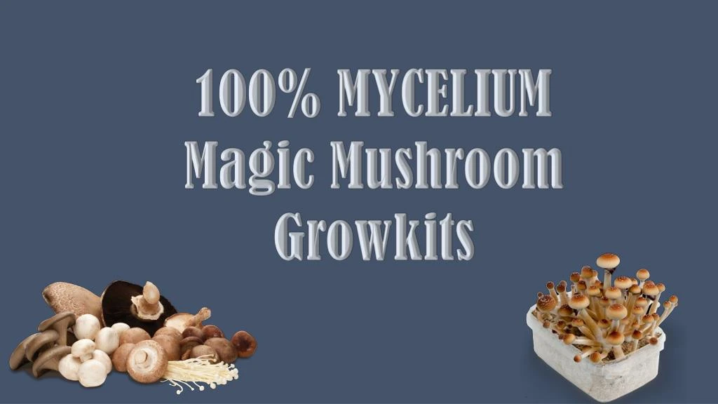 100 mycelium magic mushroom growkits