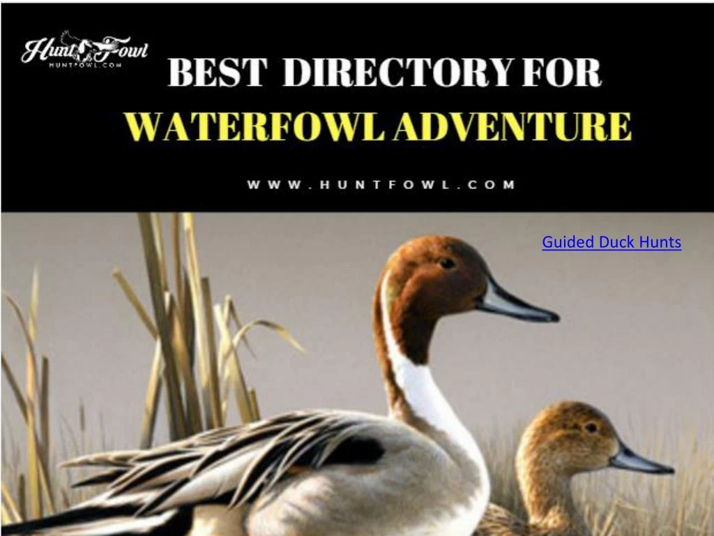 guided duck hunts