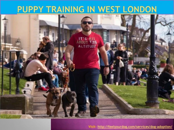 Puppy training in West London