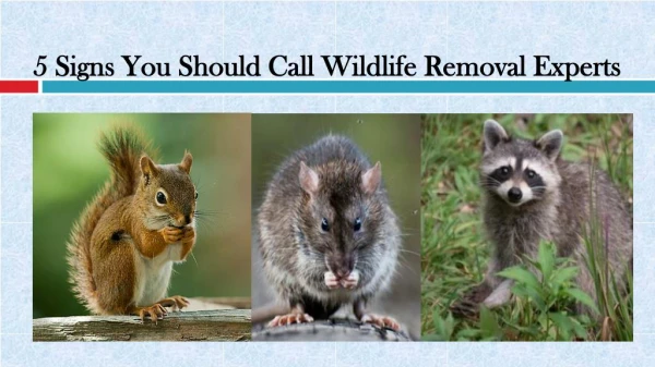 5 Signs You Should Call Wildlife Removal Experts