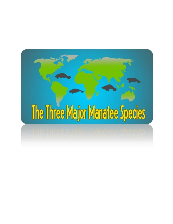 The Three Major Manatee Species