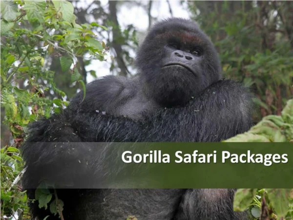 Choose The Best Gorilla Safari Packages For Your Holidays