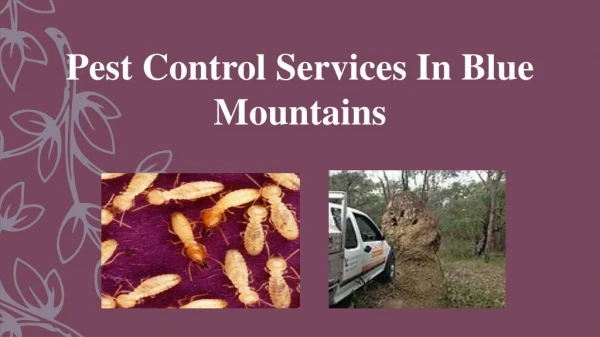 Pest Control Services In Blue Mountains