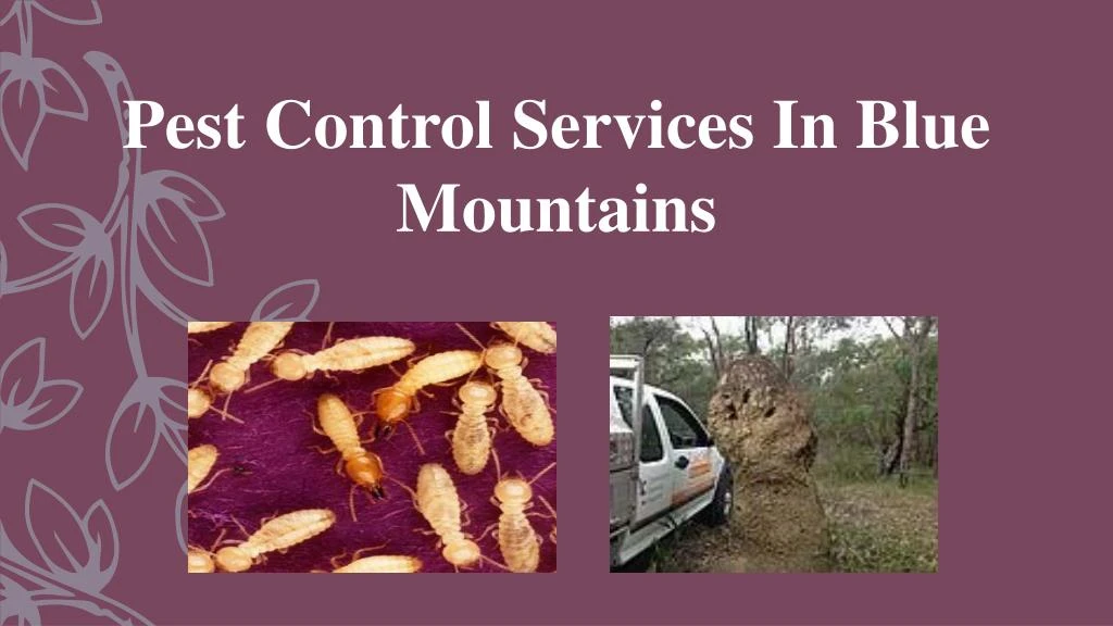 pest control services in blue mountains