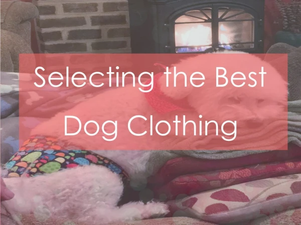 6 Things to Consider when Selecting Clothes for your Dog