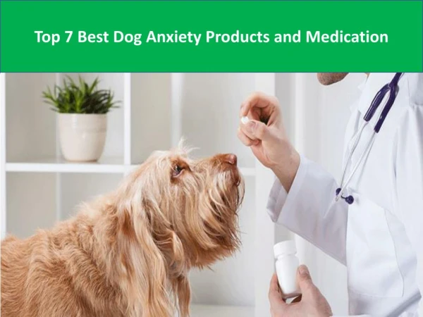 Top 7 Best Dog Anxiety Products and Medication
