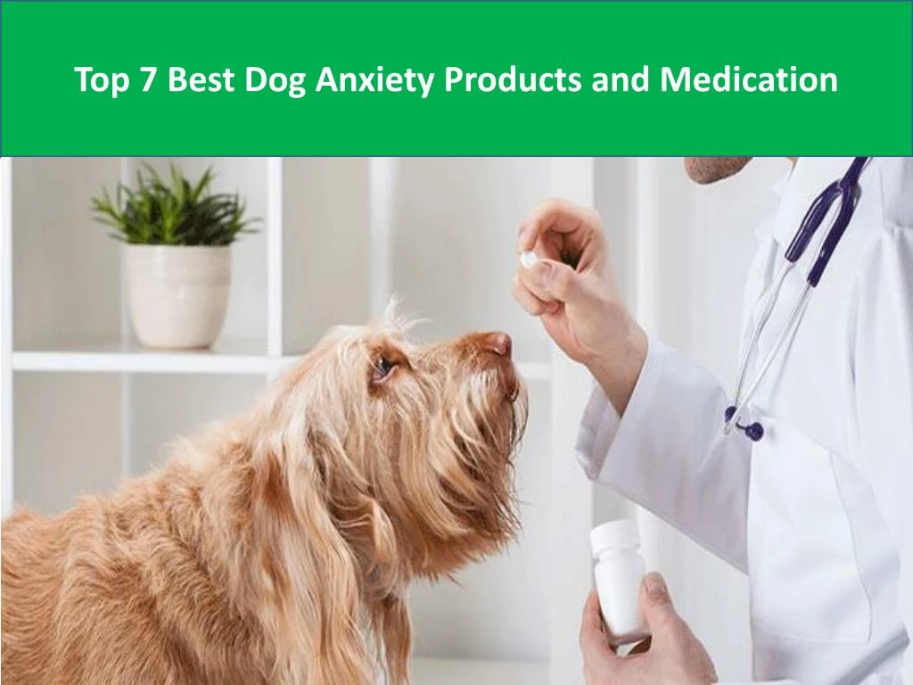 top 7 best dog anxiety products and medication