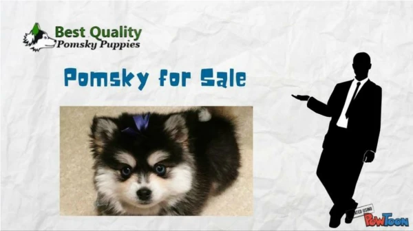 Best quality pomsky for sale in USA