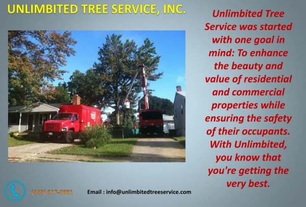Tree Service Silver Spring - Call Today