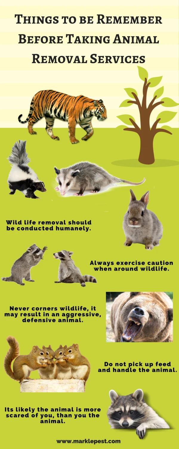 Things to be Remember Before Taking Animal Removal Services