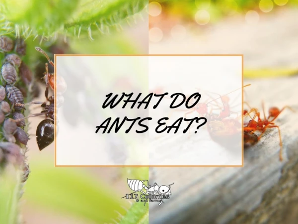 What Do Ants Eat?