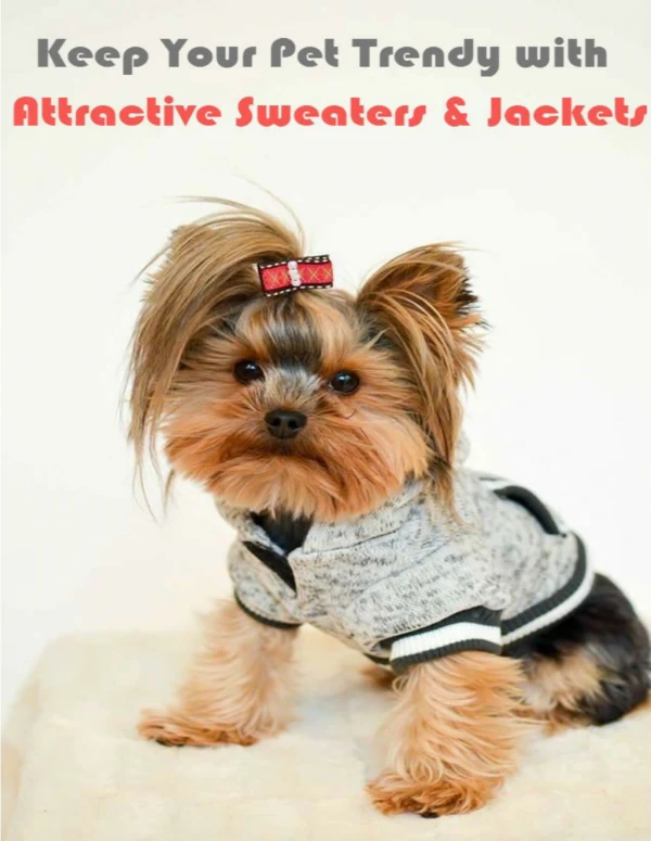 Keep Your Pet Trendy with Attractive Sweaters and Jackets