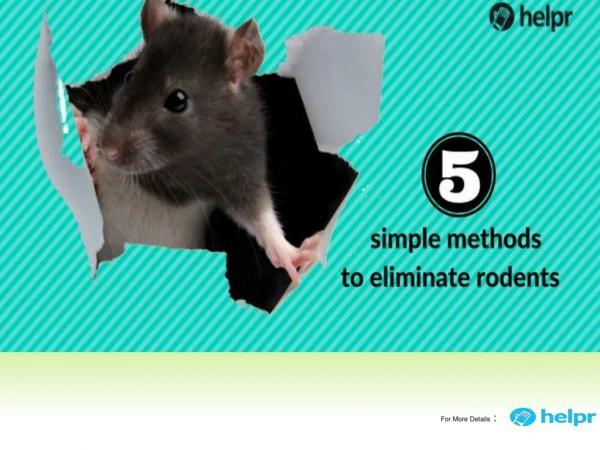 5 Simple Methods To Eliminate Rodents From Your Home