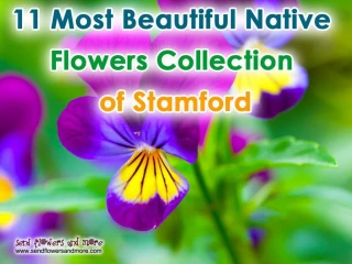 11 Stunning Flowers Collection of Stamford