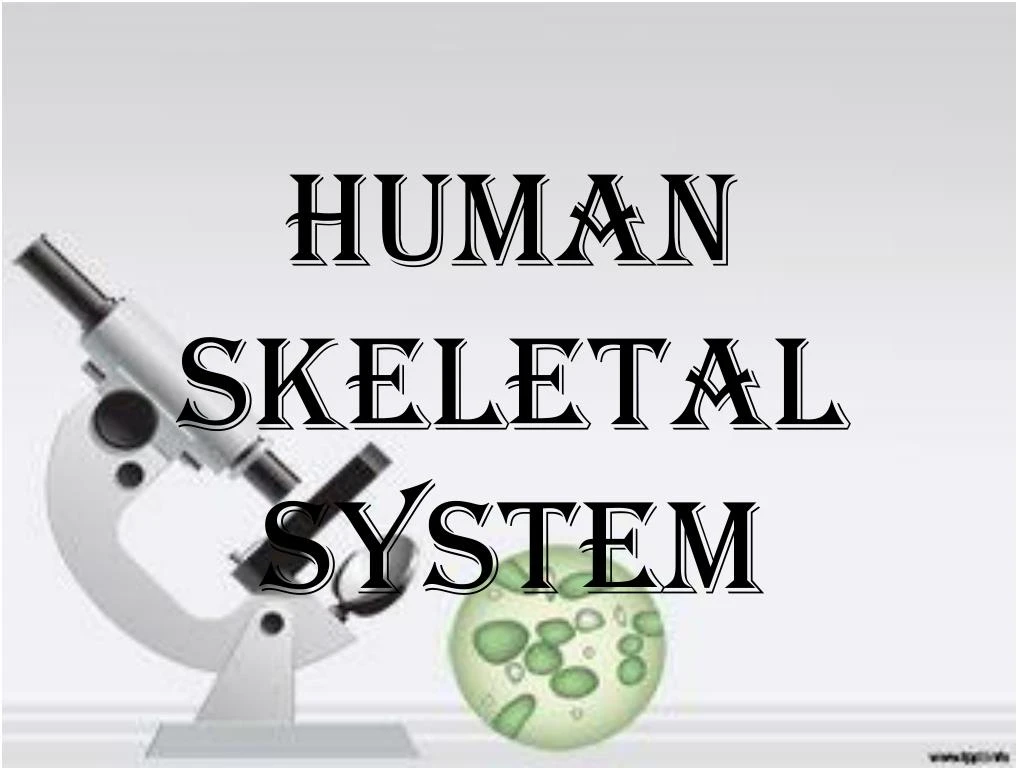 human skeletal system
