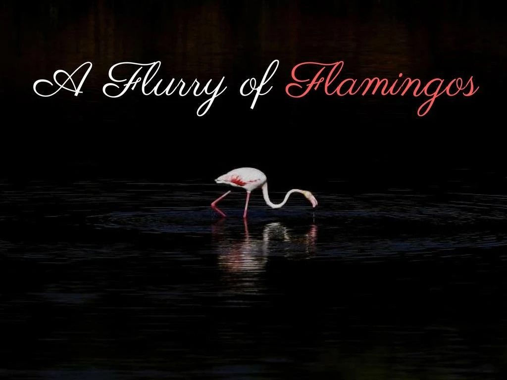 a flurry of flamingos