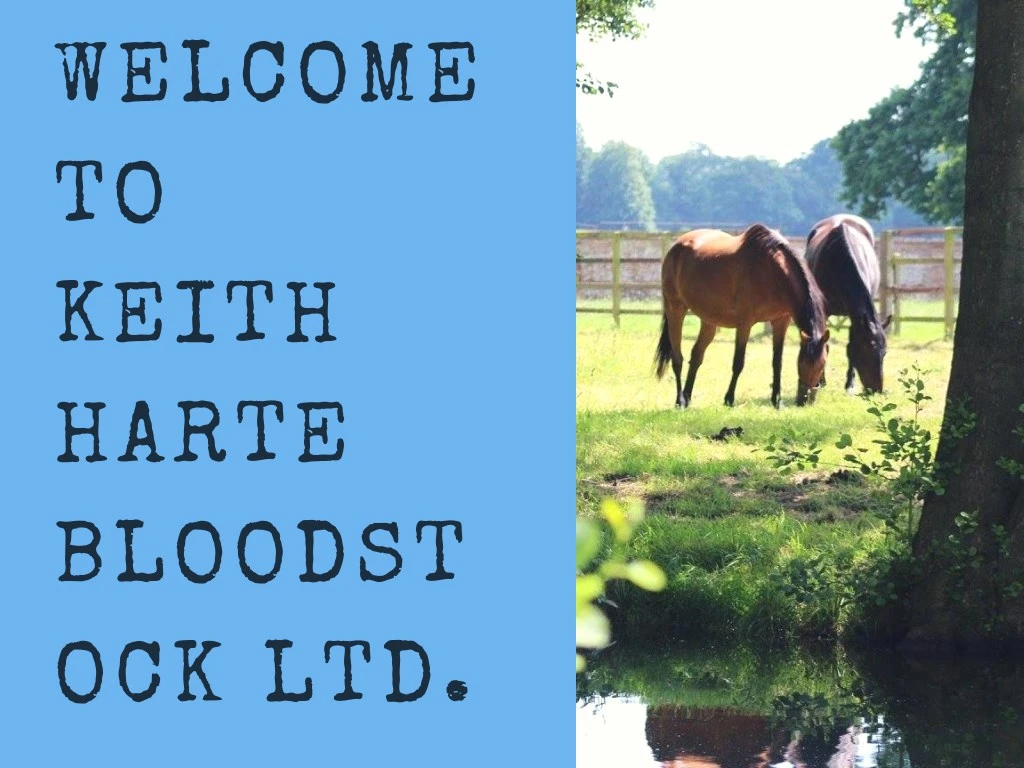 welcome to keith harte bloodst ock ltd