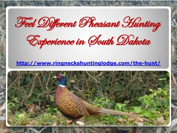 Feel Different Pheasant Hunting Experience in South Dakota