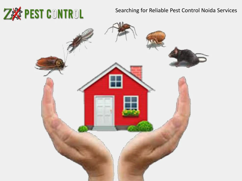 searching for reliable pest control noida services