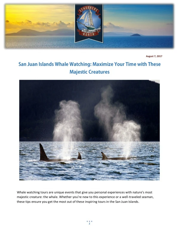 San Juan Islands Whale Watching: Maximize Your Time with These Majestic Creatures