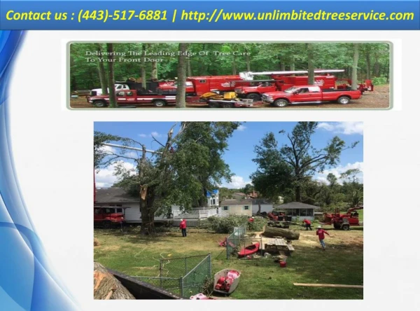 Tree Service Pasadena - CALL US (443)-517-6881