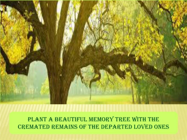 Plant Memory Tree from the Cremated Remains of the Departed Loved ones