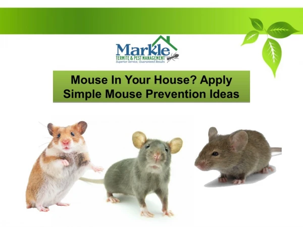 Mouse In Your House? Apply Simple Mouse Prevention Ideas