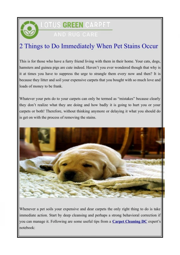 2 things to do immediately when pet stains occur