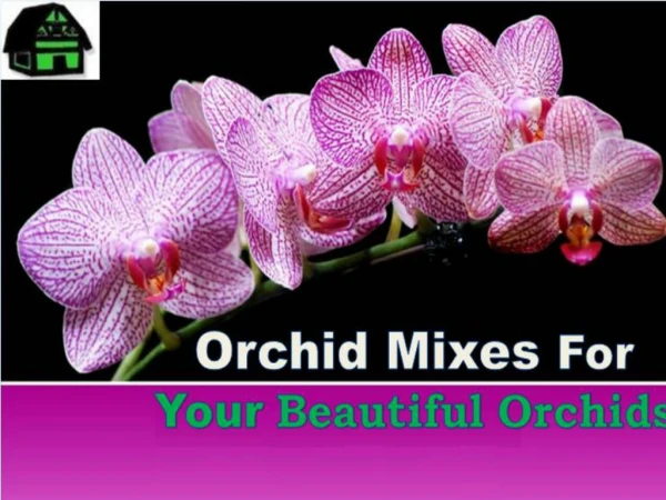 Orchid Mixes For Your Beautiful Orchids