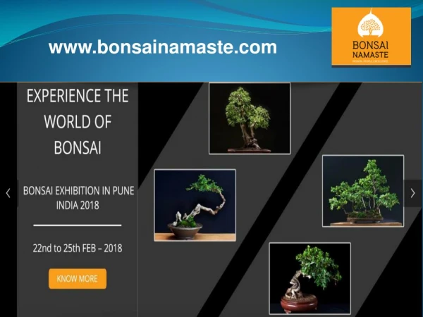 Bonsai Tree Exhibition- Bonsai Namaste