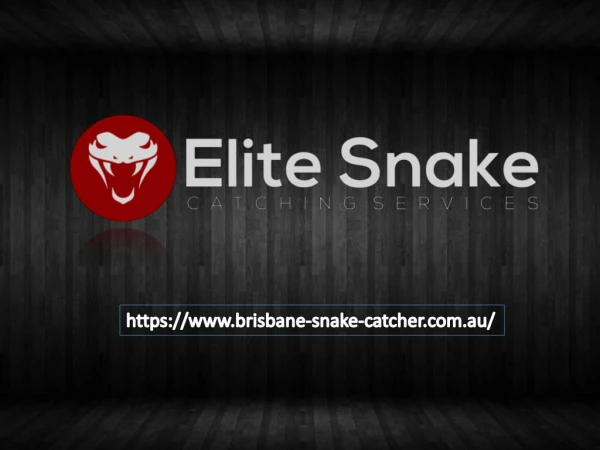Brisbane Snake Catcher - Snake Inspections & Precaution Consulting Service
