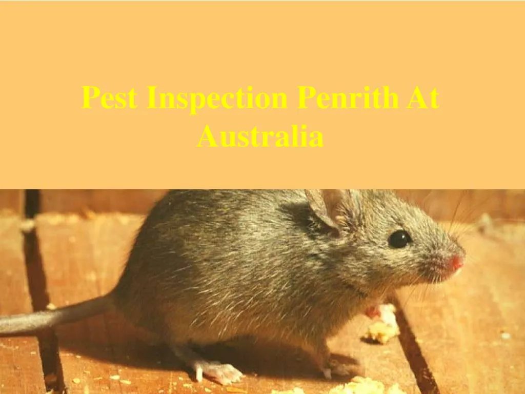 pest inspection penrith at australia