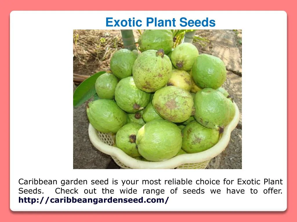 exotic plant seeds