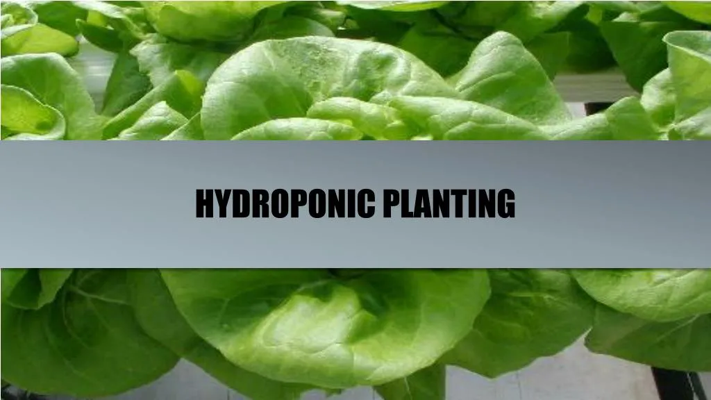 hydroponic planting