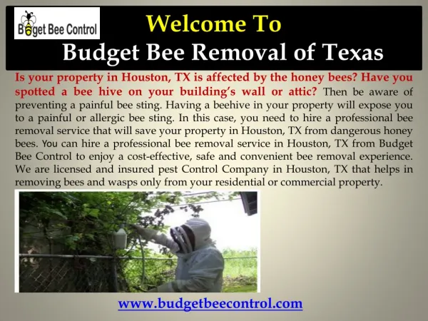 Houston bee removal service