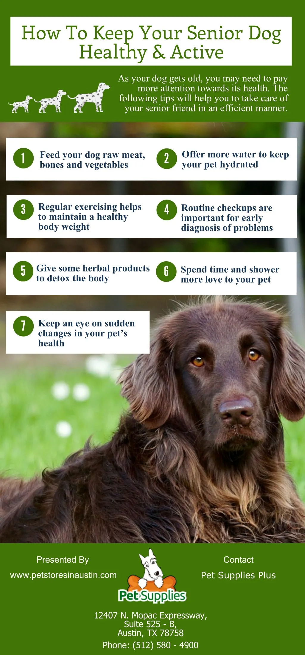 how to keep your senior dog healthy active