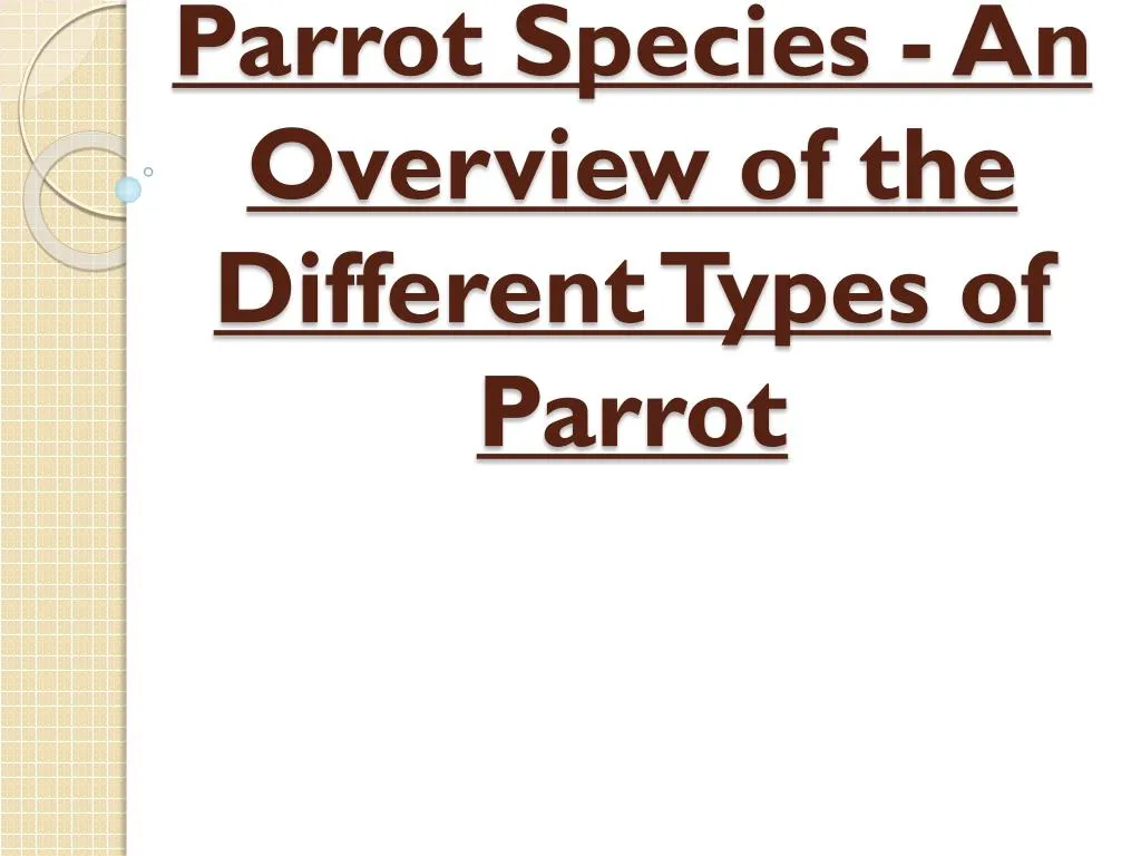 parrot species an overview of the different types of parrot