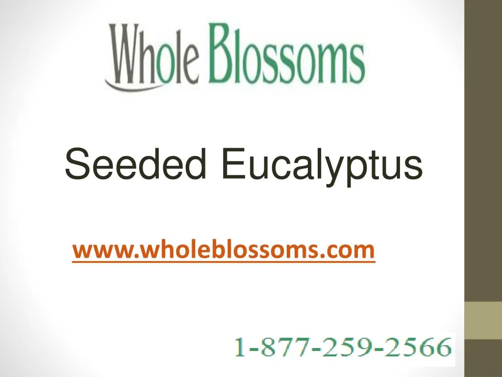 seeded eucalyptus