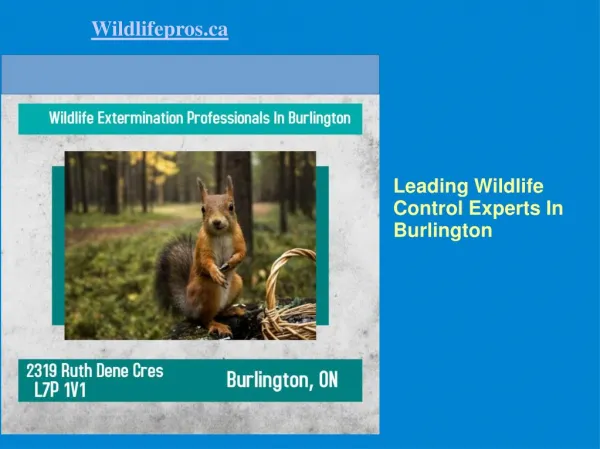 Wildlife Control In Burlington, ON