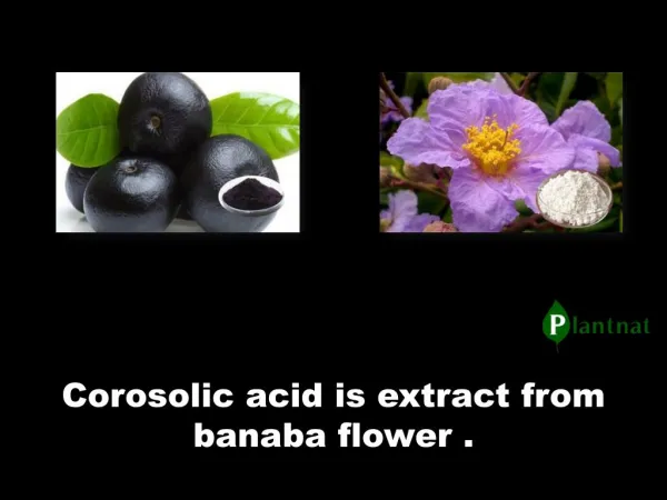 Corosolic acid is extract from banaba flower.