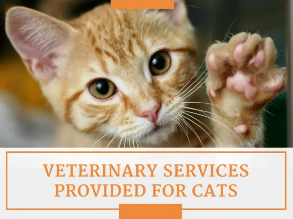 Affordable Cat Veterinary Care in West Palm Beach
